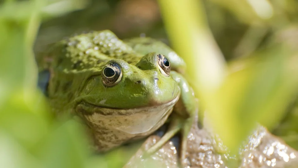 A detailed close-up image of a green frog amidst lush foliage in its natural outdoor environment.