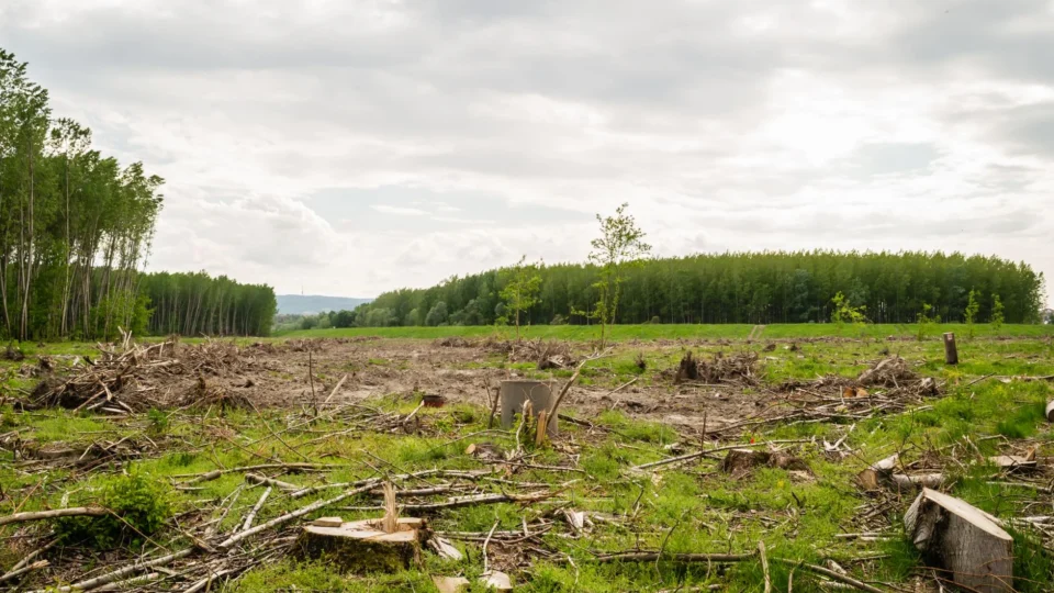 Wide view of deforestation with cut trees and open field under cloudy sky.