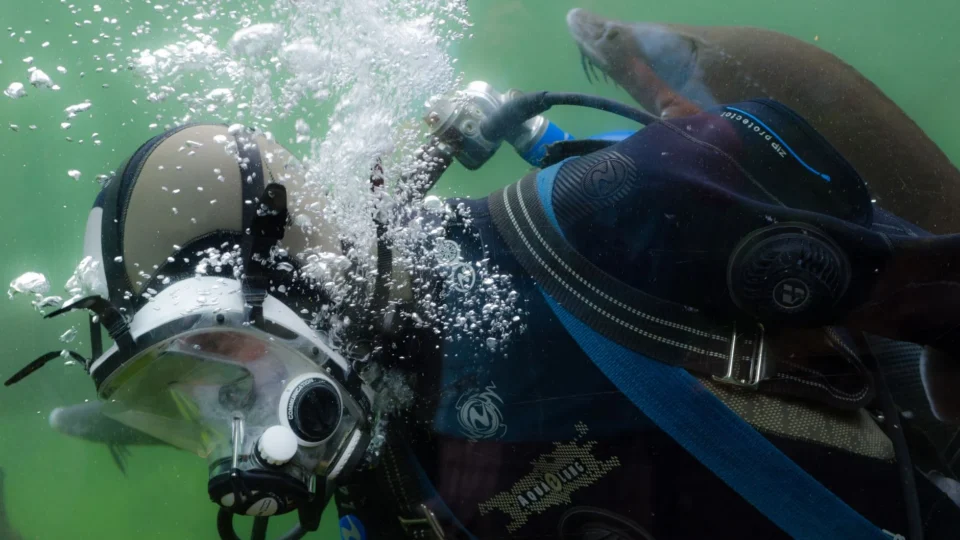 Scuba diver in gear surrounded by bubbles and marine life in underwater scene.