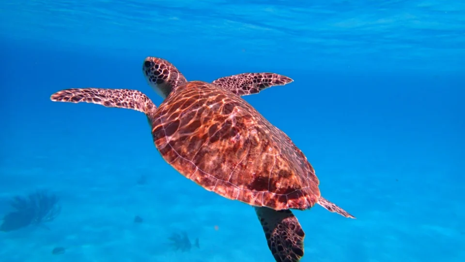 A hawksbill sea turtle gracefully swimming underwater in the vibrant blue Caribbean sea off Bonaire.