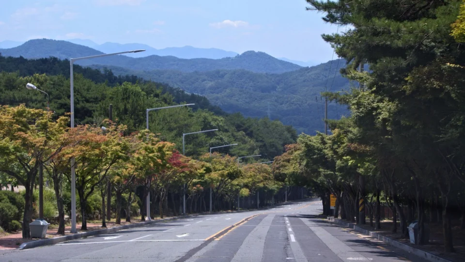 Peaceful tree-lined road in Daegu, South Korea with lush mountains in the background.