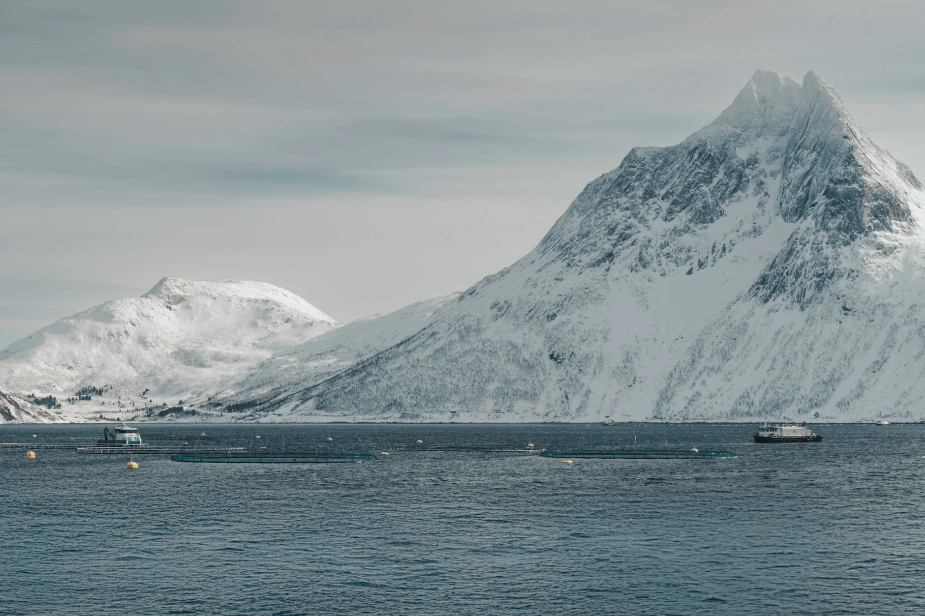 A serene landscape of snow-covered mountains and calm arctic ocean waters.