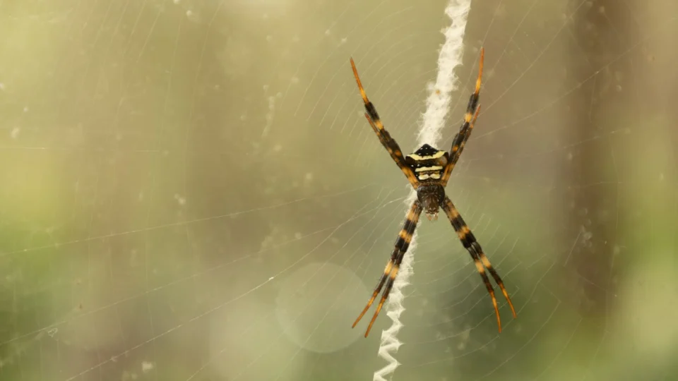 Detailed macro shot of St Andrew's Cross Spider in its web, showcasing intricate patterns and natural beauty.