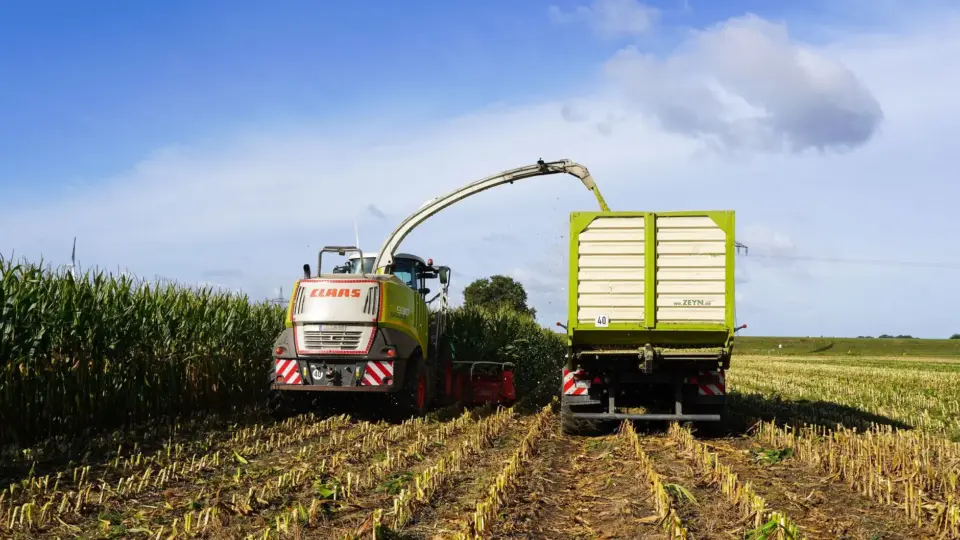 Harvesting corn in a vast field under blue skies in Marschacht, Germany.